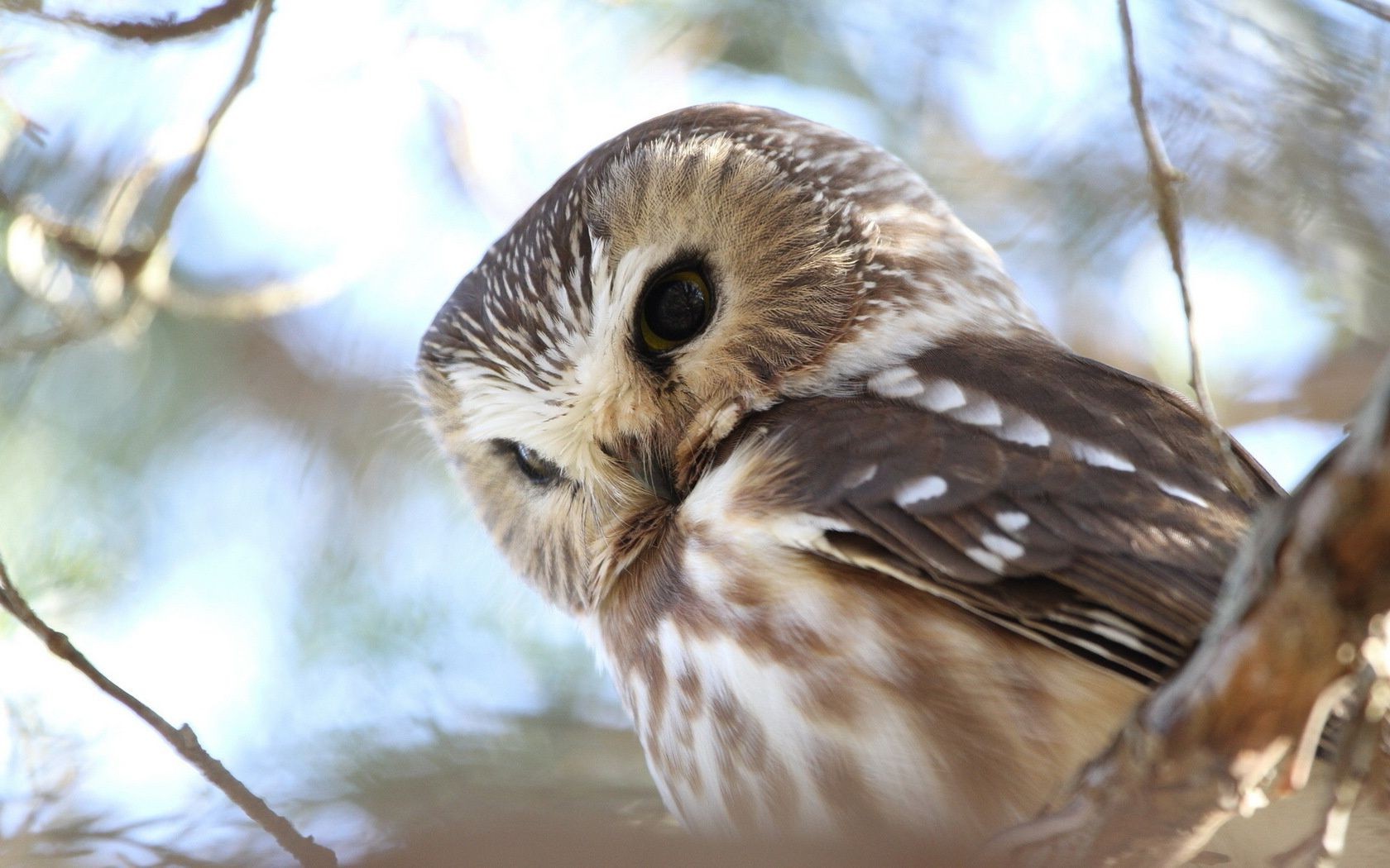 animaux la faune oiseau nature en plein air bois animal arbre sauvage hiver