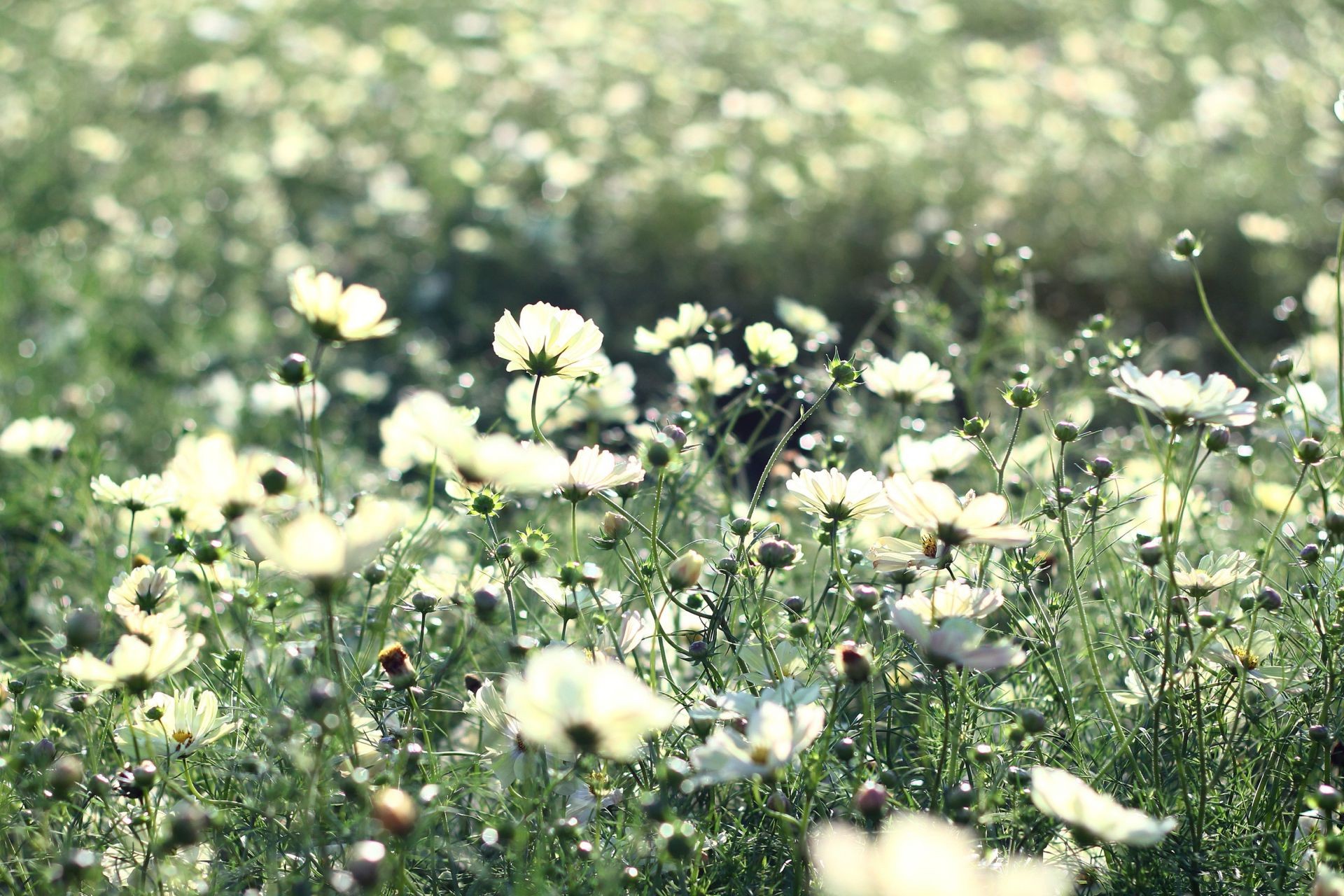 flowers field flower nature summer flora hayfield grass sun season fair weather garden rural growth landscape outdoors color leaf sunny bright environment