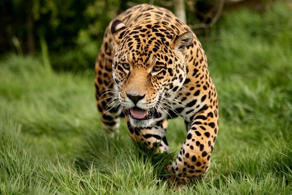 Leopardo na caça no verão