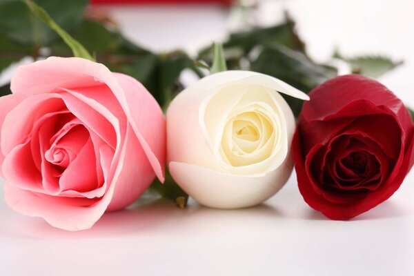 Tres rosas multicolores con espinas