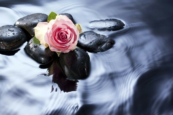 Rosas y agua en la naturaleza