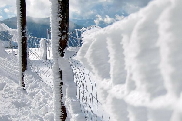 Snow is everywhere in the winter forest