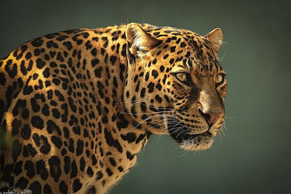 Leopardo en la naturaleza