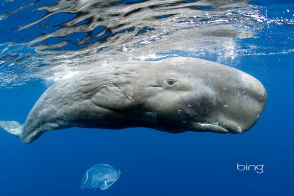 A huge aquatic marine animal
