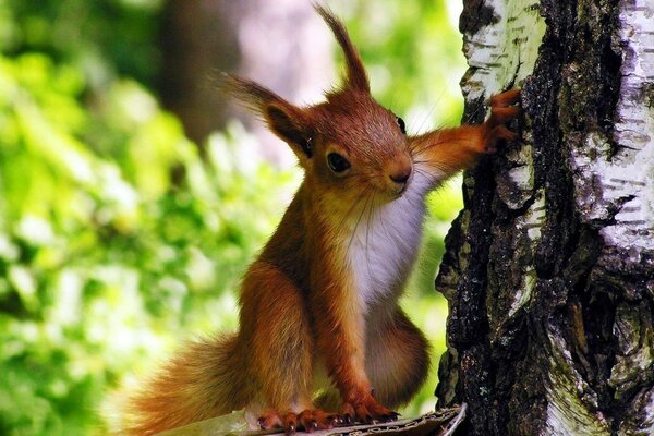 Fluffy red squirrel on a birch tree