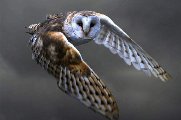 Vogel fliegt aus Wildtieren