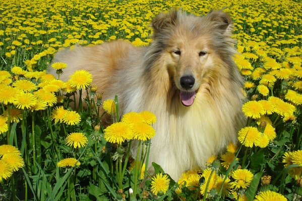 Entzückendes Lächeln des Hundes in Löwenzahnblumen