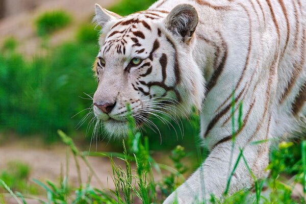 Gato salvaje tigre blanco