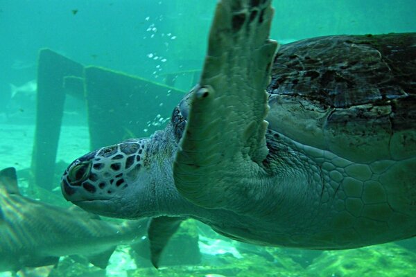 Sea adult turtle swims