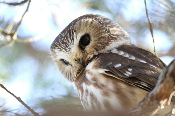 Hibou assis sur une branche d arbre