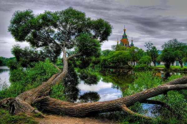 Baum in wilder See-Landschaft gefallen