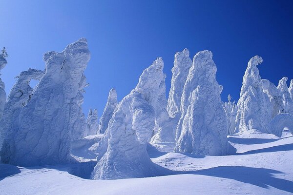 Árboles cubiertos de nieve y cielo azul brillante