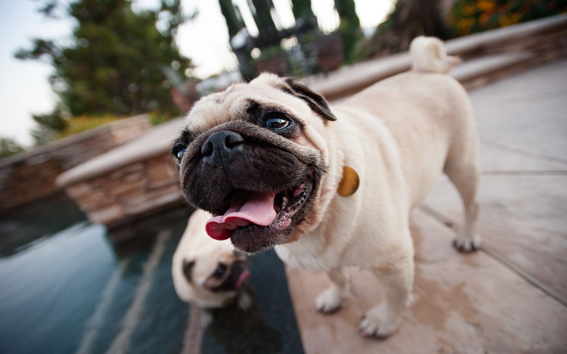 cane cane animale domestico ritratto canino mammifero carino cucciolo animale divertente toro adorabile bulldog razza moska domestico visualizzazione piccolo boxer sedersi