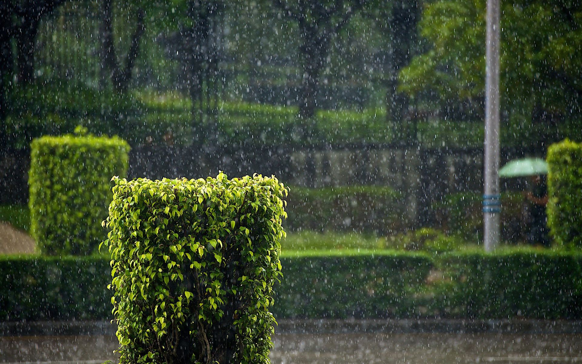 kropelki i woda ogród flora liść drzewo na zewnątrz wzrost natura trawa bluszcz krajobraz park rolnictwo winorośl lato żywopłot pulpit