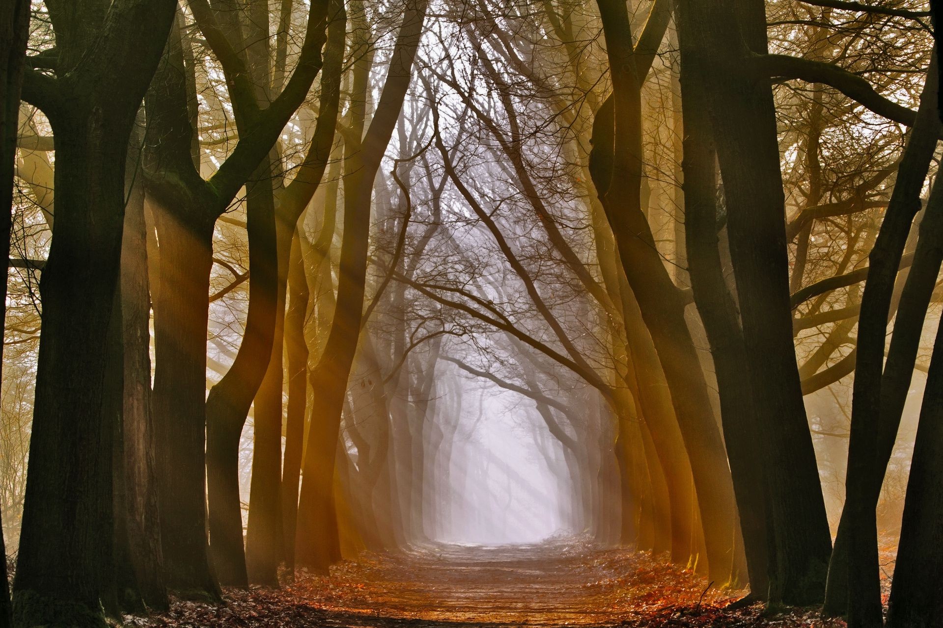 autumn wood tree fall landscape nature leaf dawn park outdoors fair weather light sun mist branch scenic travel winter