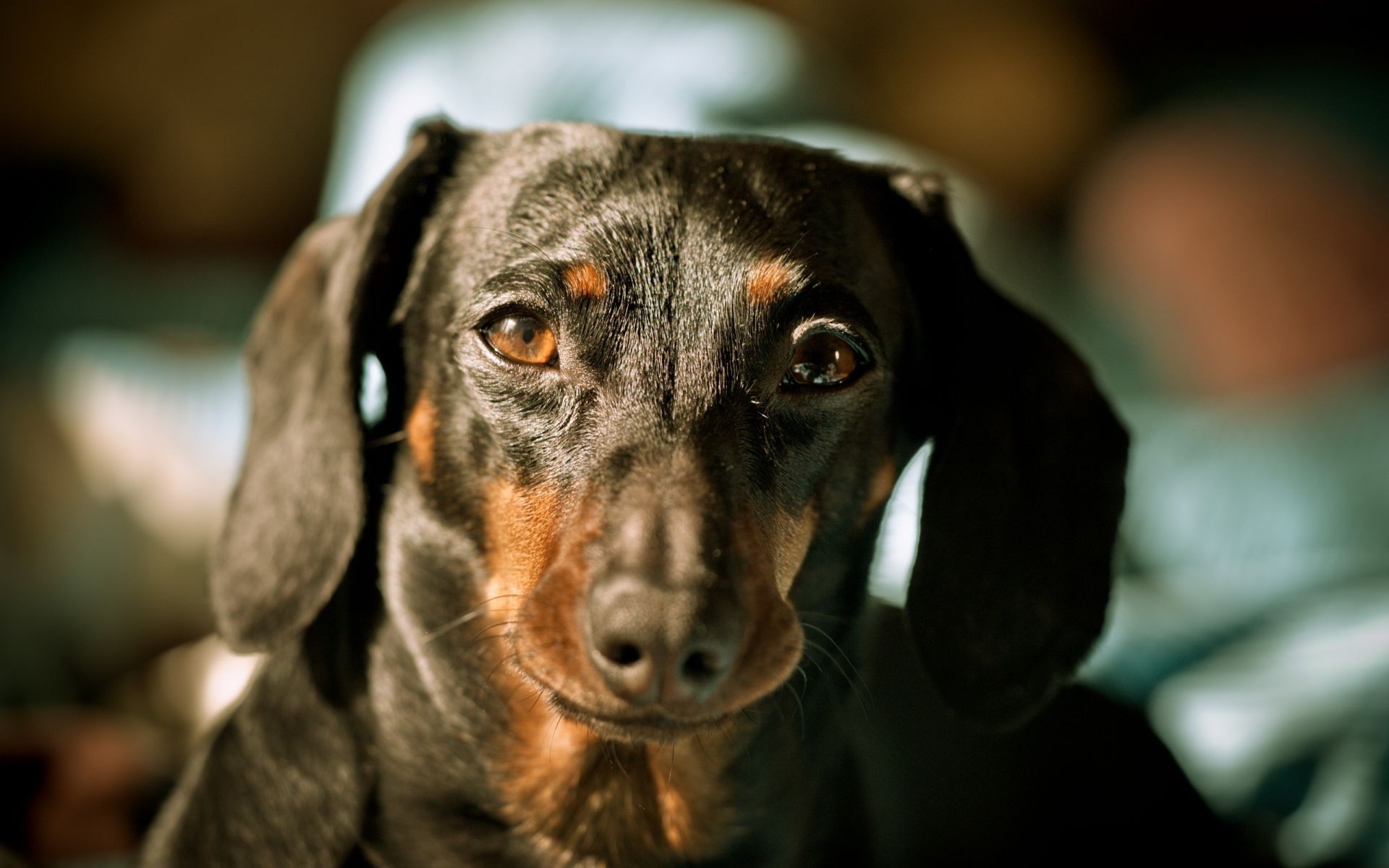 hund hund haustier porträt säugetier hundespezialist niedlich welpe tier dackel sitzen anzeigen