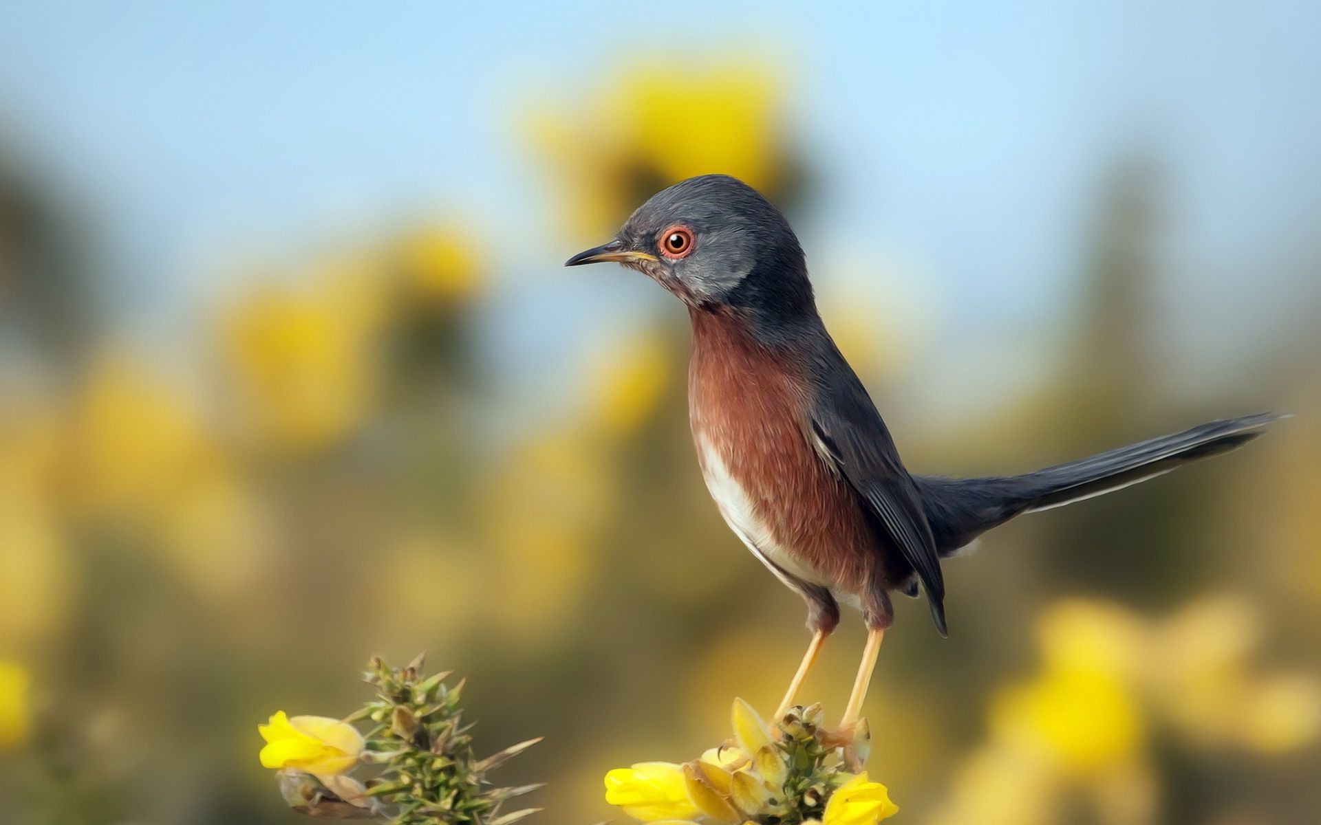 zwierzęta natura ptak dzika przyroda na zewnątrz zwierzę dziki mało kwiat ogród lato