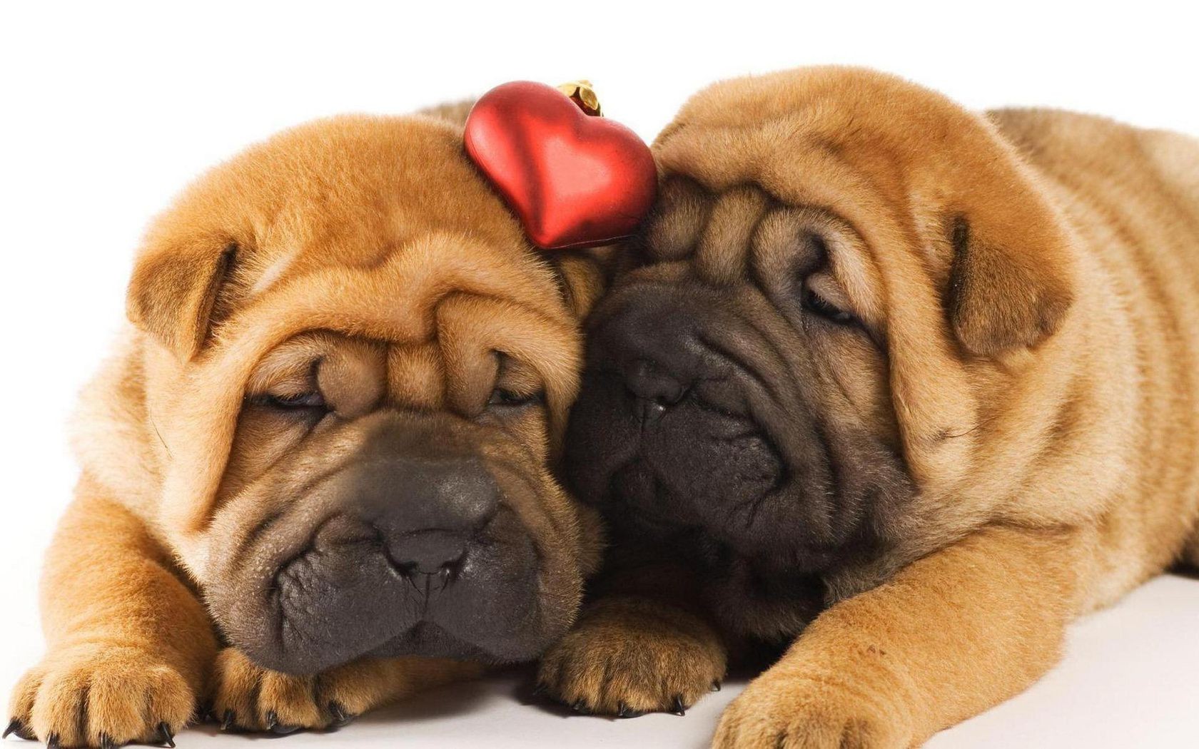 dogs dog cute fur puppy little canine pet isolated mammal animal funny purebred studio portrait breed adorable wrinkle looking sit bulldog