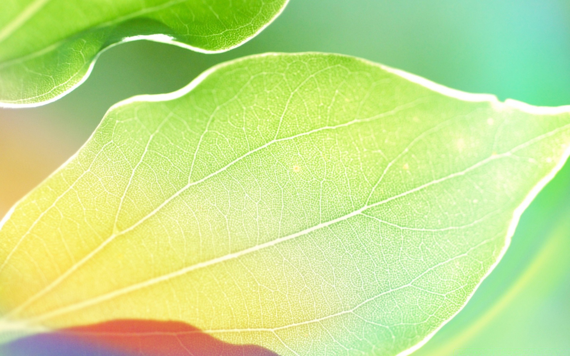 helle farben blatt flora natur regen adern frische aufstieg tropfen tau umwelt sauberkeit hell desktop farbe schließen garten umwelt üppig tropfen