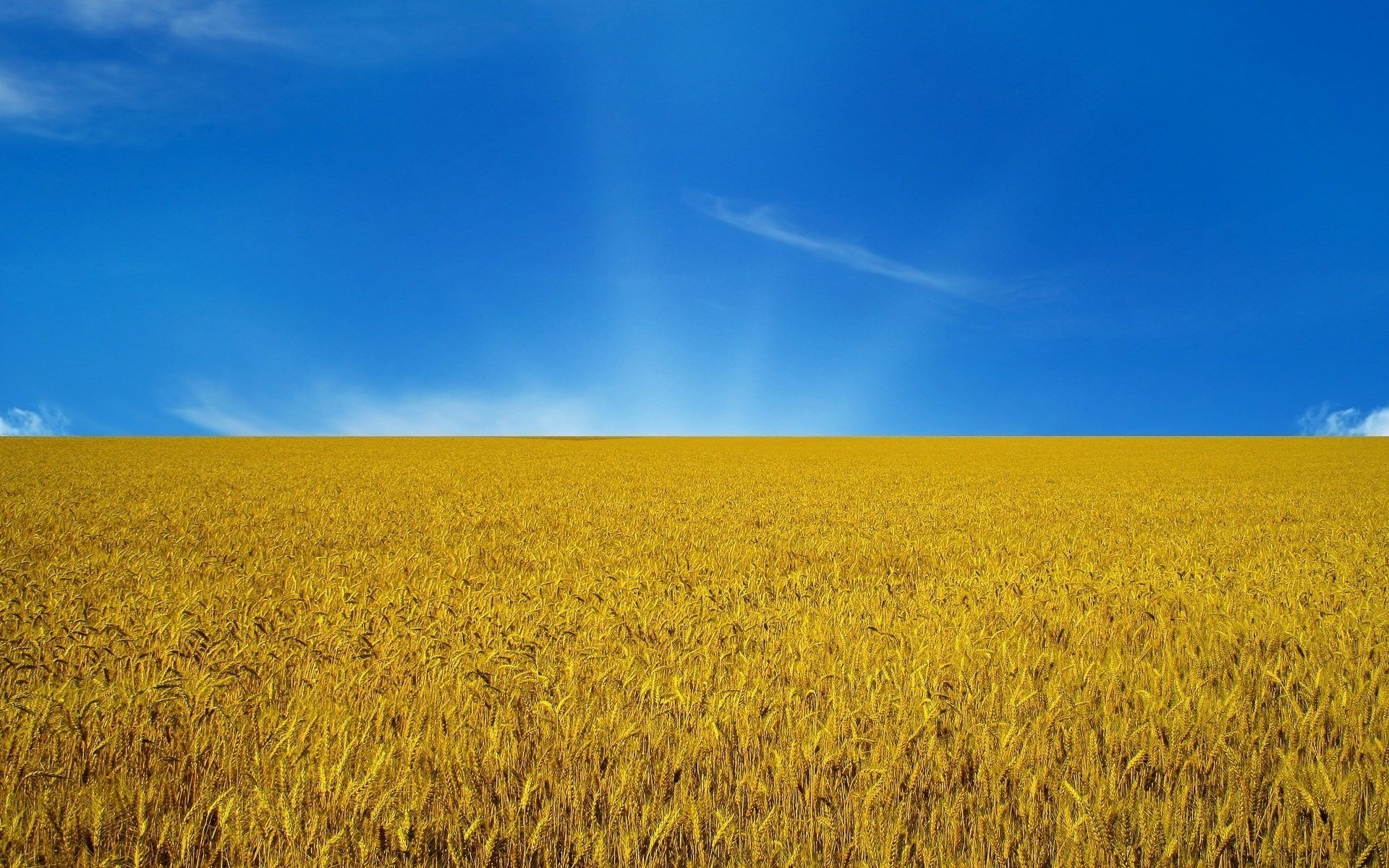 украина флаг украины сине-желтый флаги колосья небо поле закат