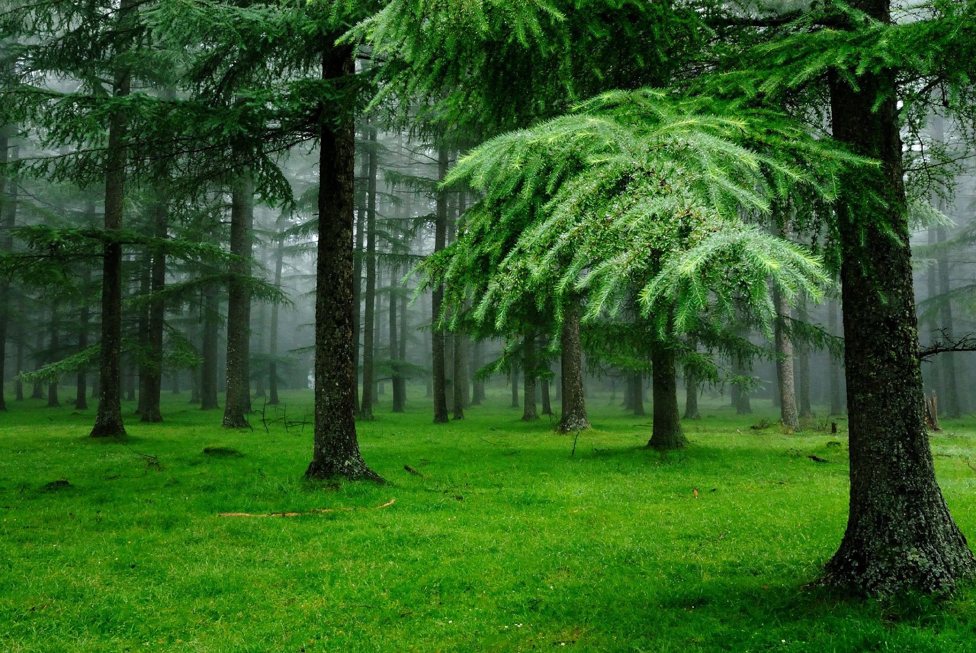 las drzewo drewno krajobraz natura park liść środowisko trawa sezon flora lato przewodnik na zewnątrz ogród bujny świt oddział bagażnik