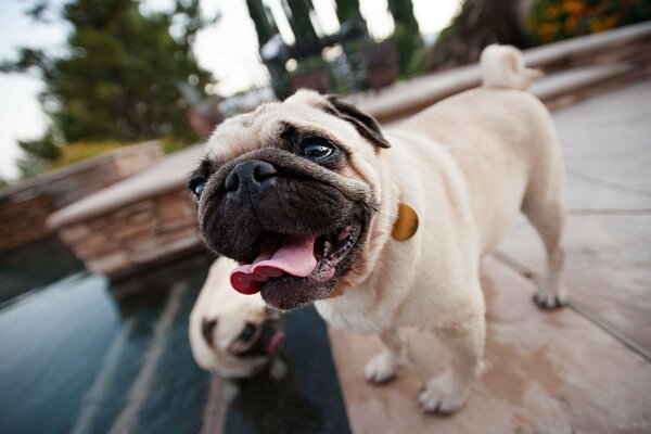 White pug by the lake