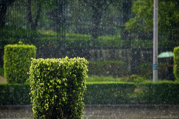 Lluvia Jardín arbustos corte de árboles verano