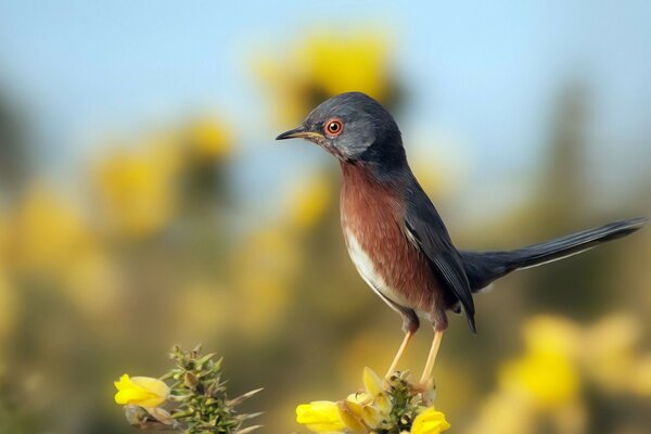 Wild bird in a forest clearing