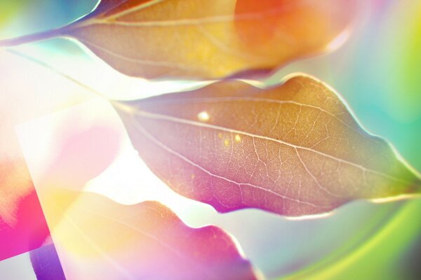 Bright colored leaves and a sunbeam