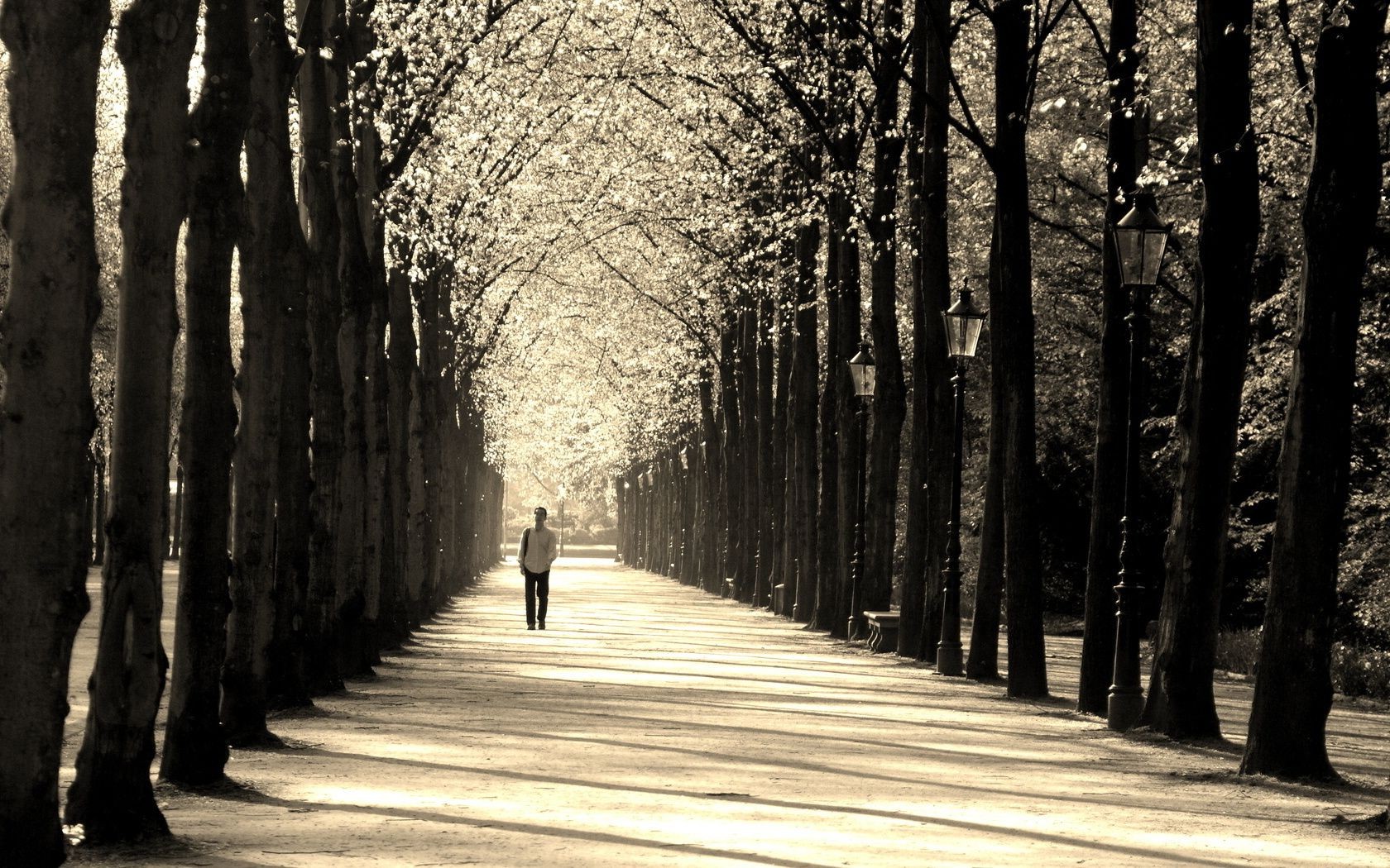 men alley tree wood road guidance walk avenue fall street winter park snow landscape monochrome light lane fog footpath leaf shadow