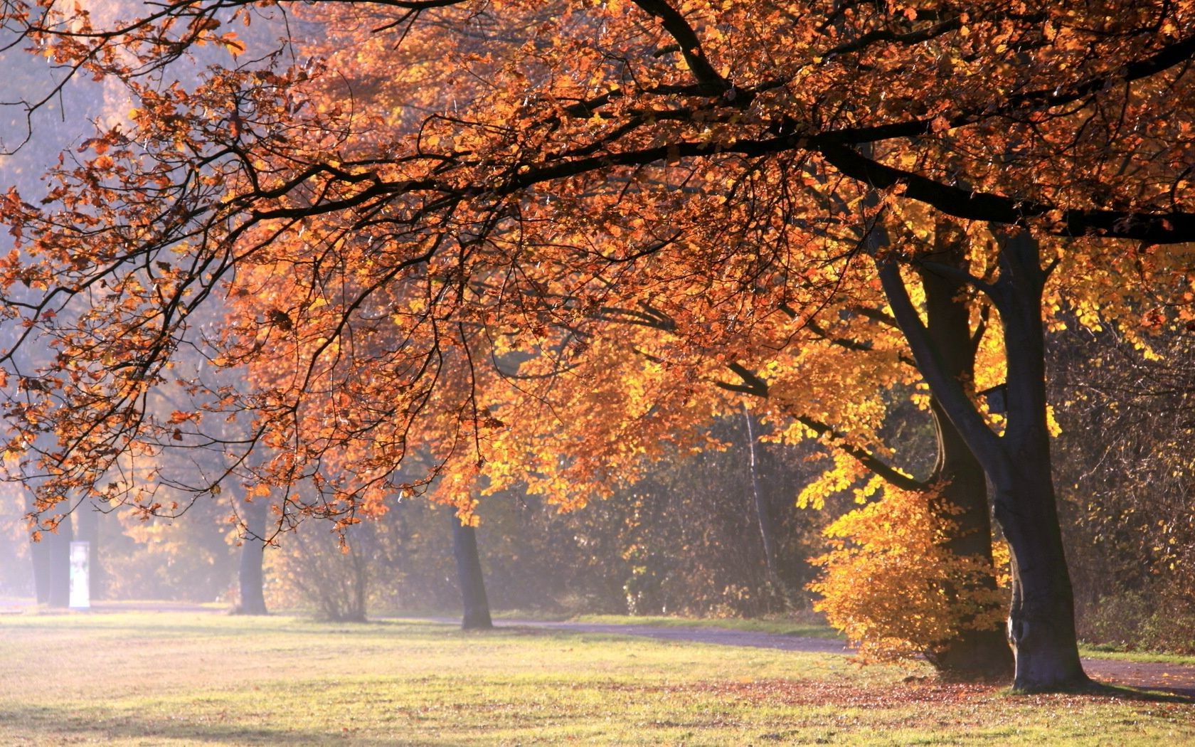 autumn tree fall landscape season park branch wood leaf nature scenic outdoors dawn fair weather scenery environment maple scene countryside fog