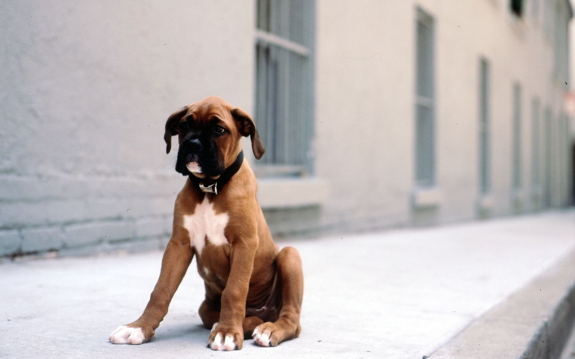 perros perro retrato perro mascota lindo mamífero animal cachorro viendo solo sentado pequeño boxeador al aire libre joven