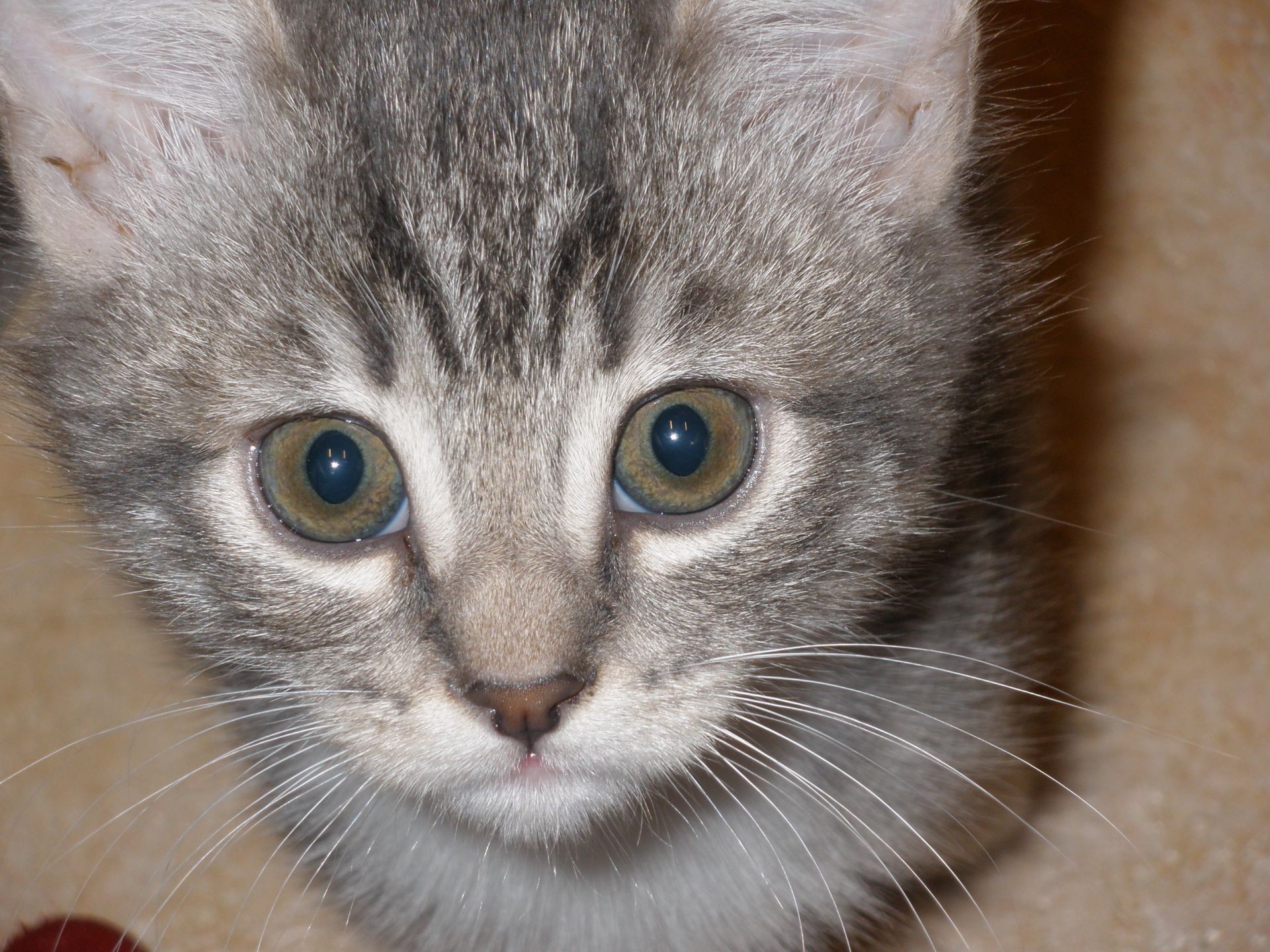 katze katze niedlich tier haustier fell kätzchen säugetier inländische auge schnurrbart haar jung wenig grau nase porträt flauschig liebenswert kopf vorschau