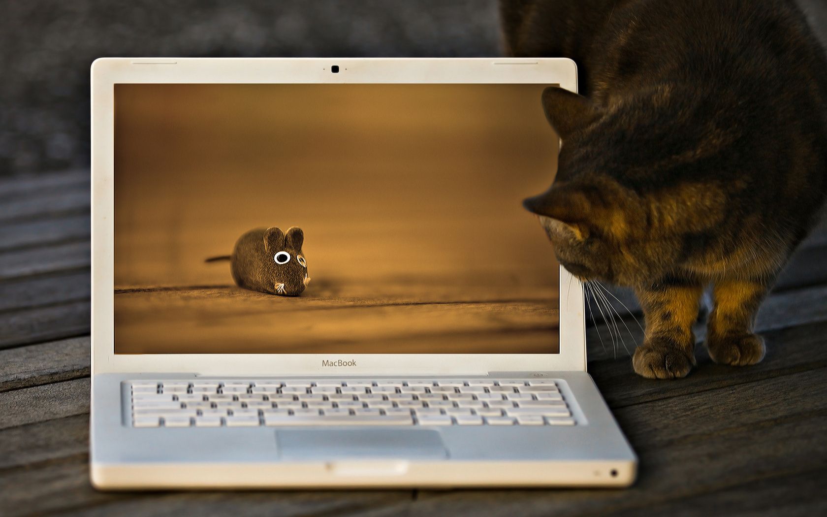 animals one mammal cat mouse laptop computer screen technology curiosity cute display funny indoors