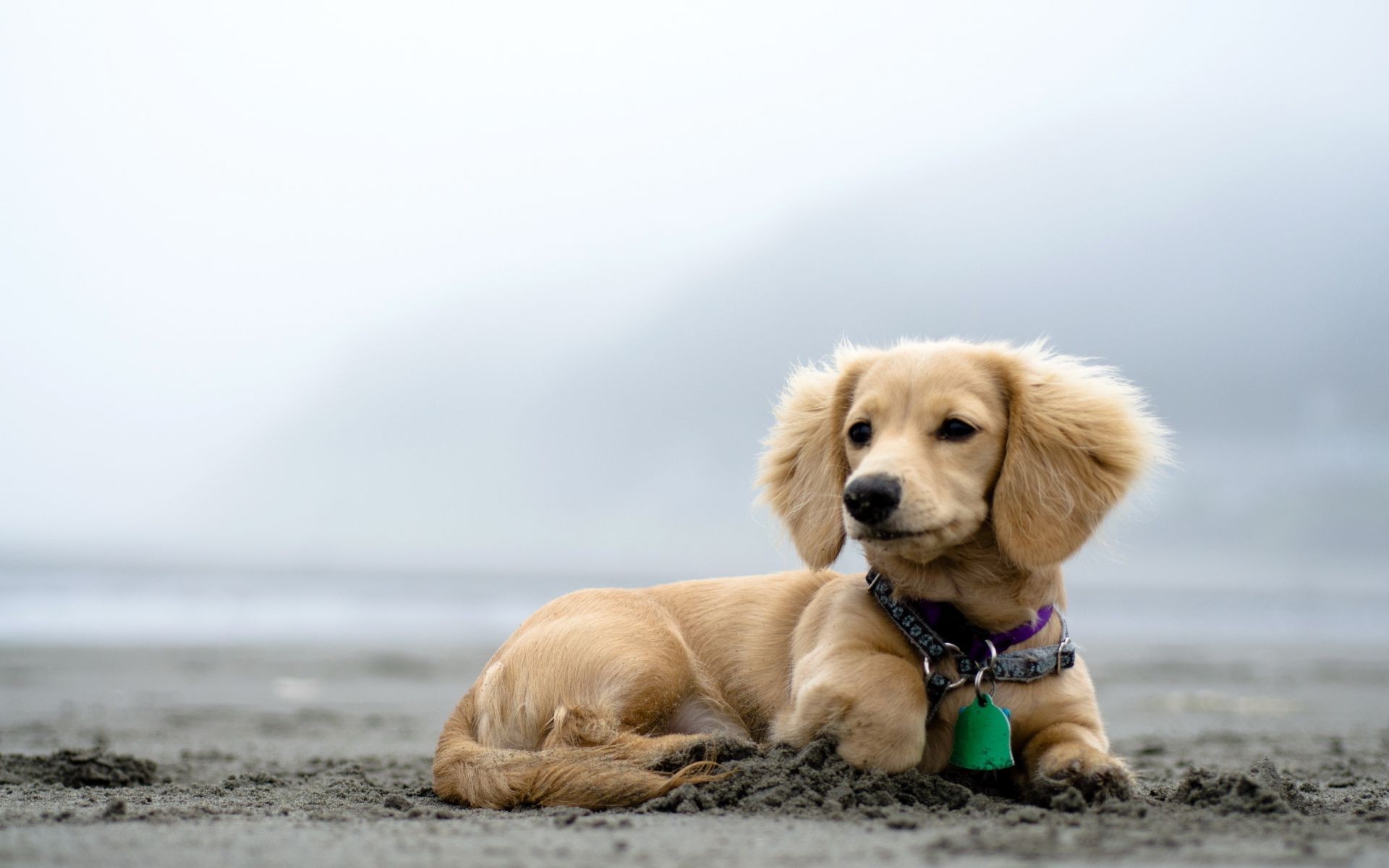 psy pies pet słodkie zwierzę retriever szczeniak kynolog portret ssak