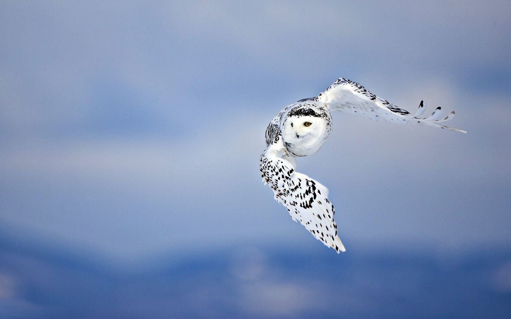 animales nieve aves invierno vida silvestre naturaleza cielo al aire libre frío vuelo luz del día