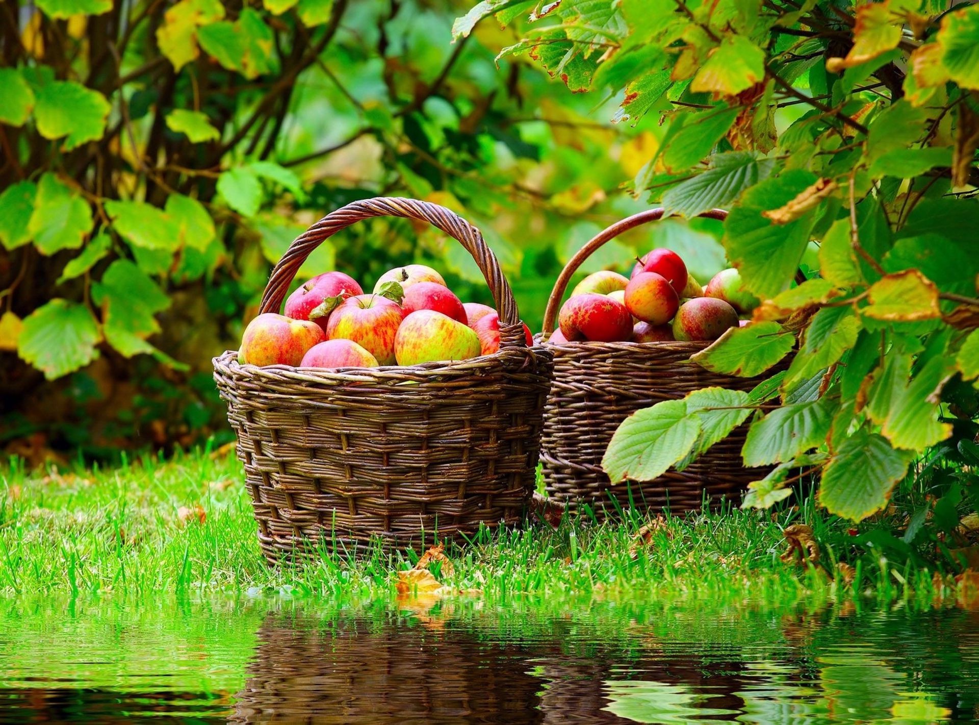 cosecha fruta cesta hoja naturaleza comida jardín otoño color verano pasto manzana árbol temporada pastelería