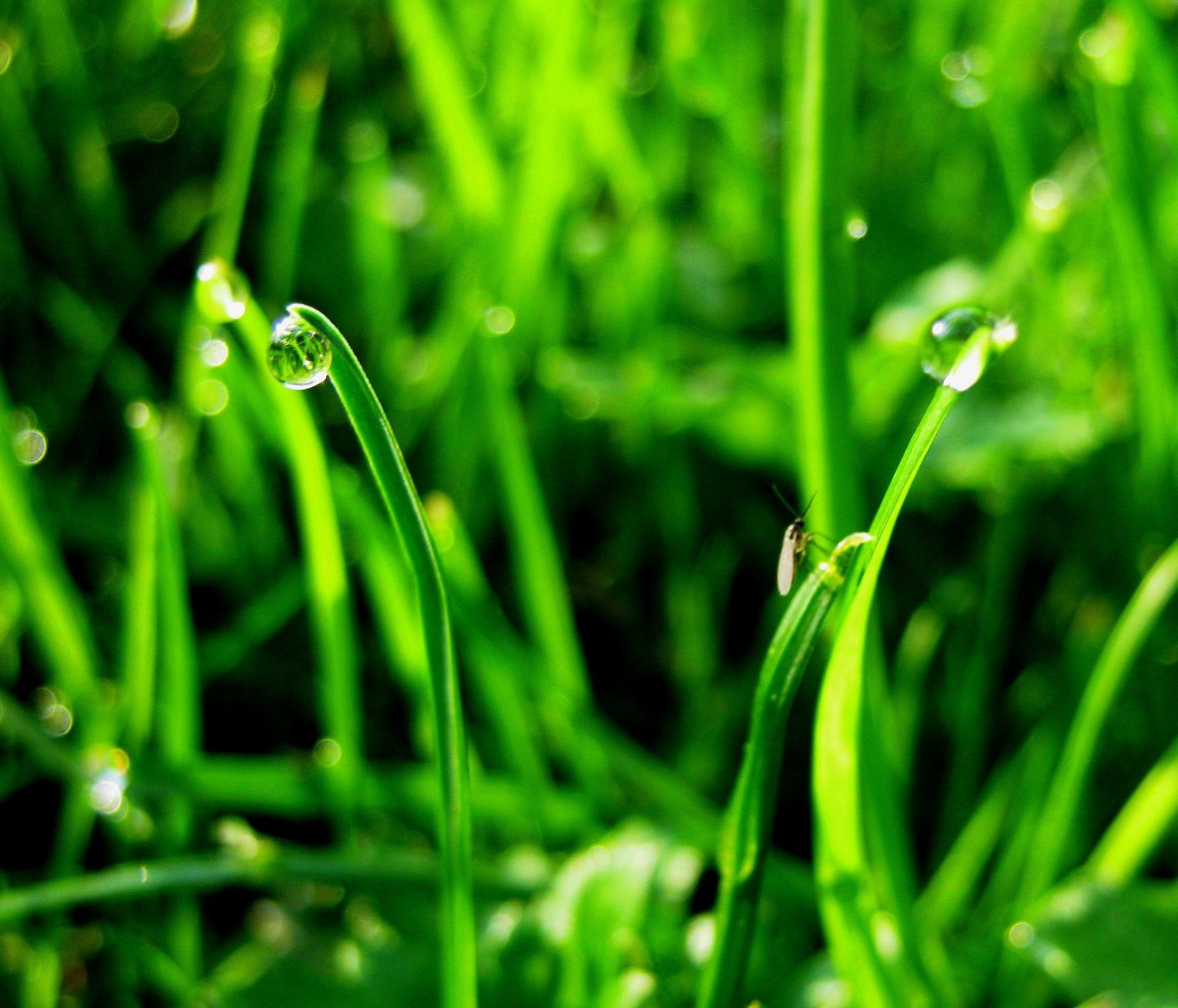 primavera rugiada erba prato lama crescita flora giardino foglia lussureggiante caduta pioggia fieno gocce freschezza ambiente natura bagnato ecologia pulizia