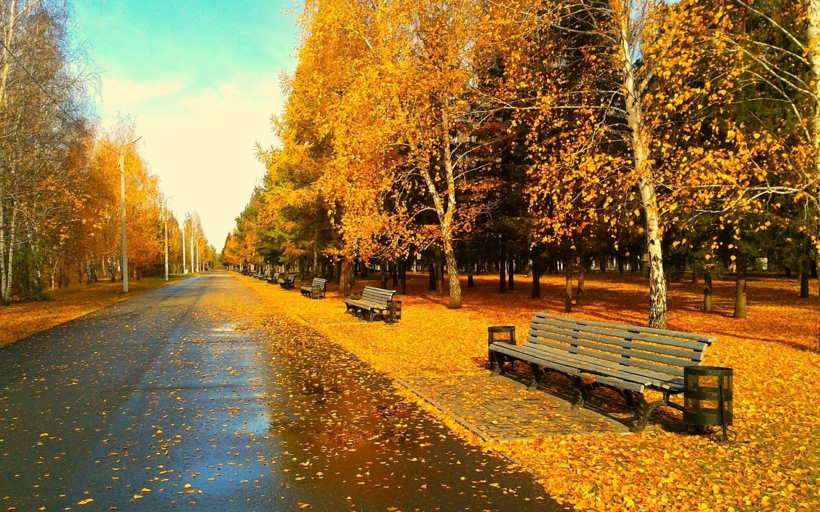 jesień jesień drzewo droga liść na zewnątrz drewno krajobraz park sezon przewodnik sceniczny natura ławka wieś aleja aleja wiejska