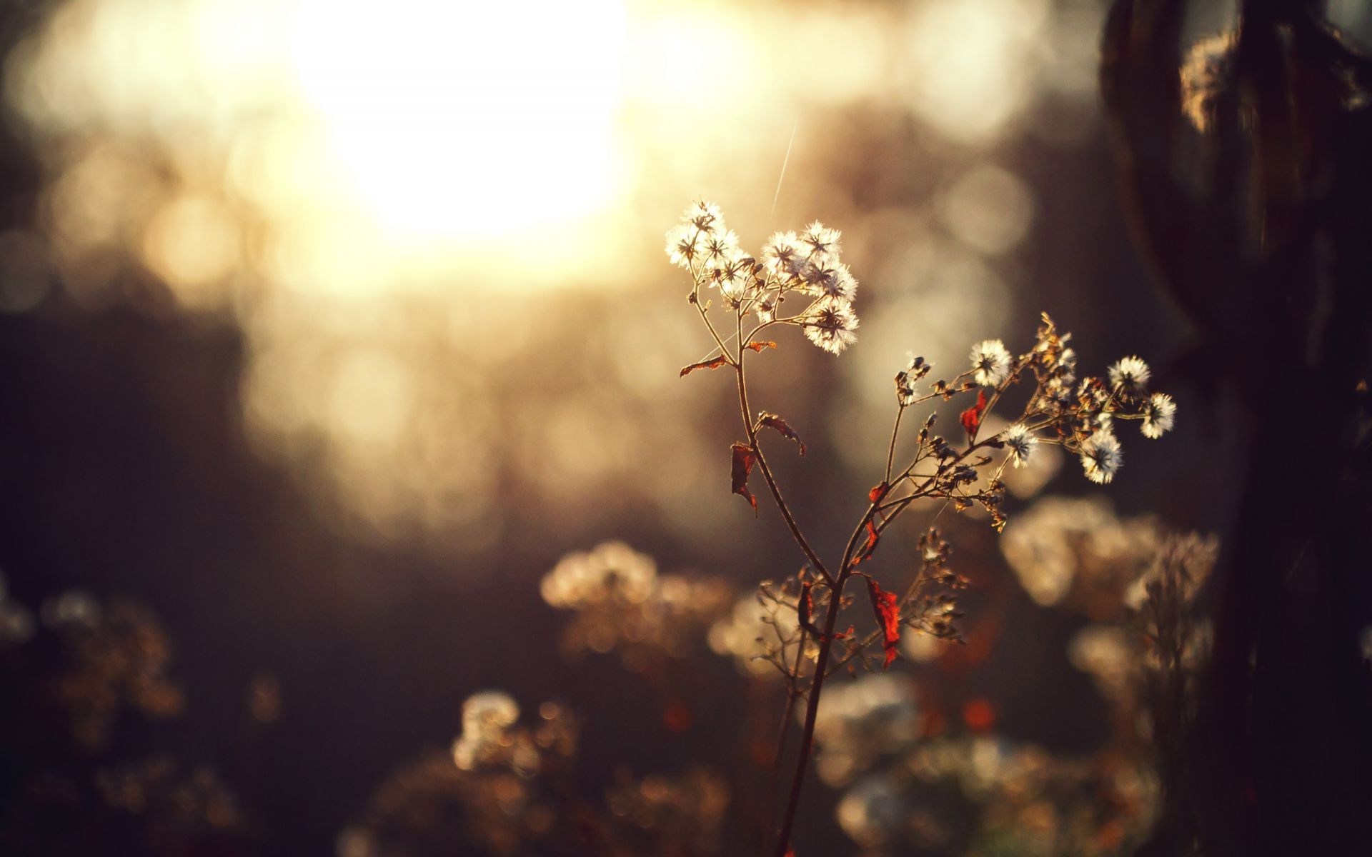 plantas flor borrão luz natureza ao ar livre árvore paisagem pôr do sol inverno sol outono neve dof