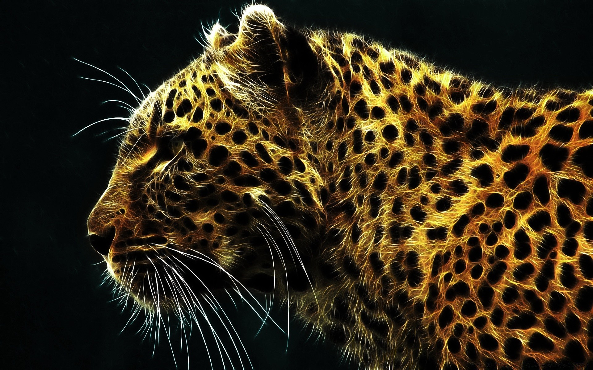 abstract cat mammal wildlife leopard predator danger zoo fur animal