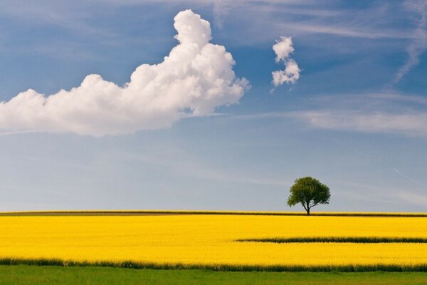 A yellow field and a tree against a blue sky background