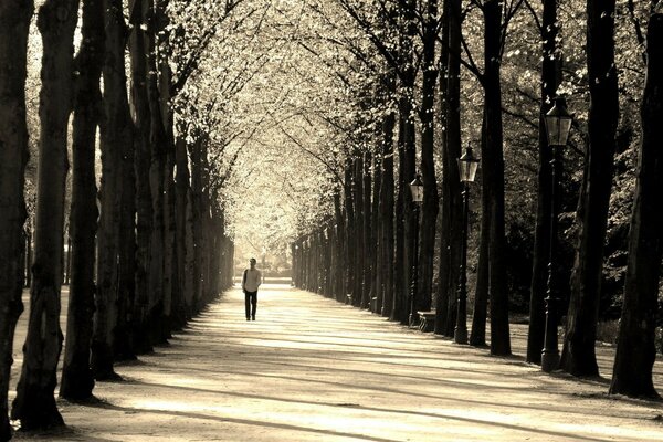 Homme seul sur le sentier dans le parc