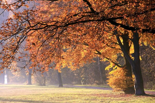 Ein großer Herbstbaum wirft Blätter ab