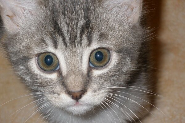 Große Augen bei einer süßen Katze