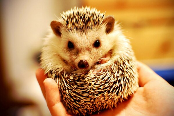 Cute hedgehog. Mammalian animal