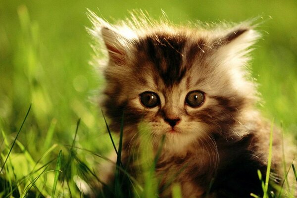 Lindo gato sentado en la hierba