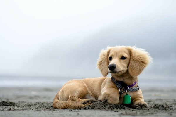 A cute dog is posing in the portrait