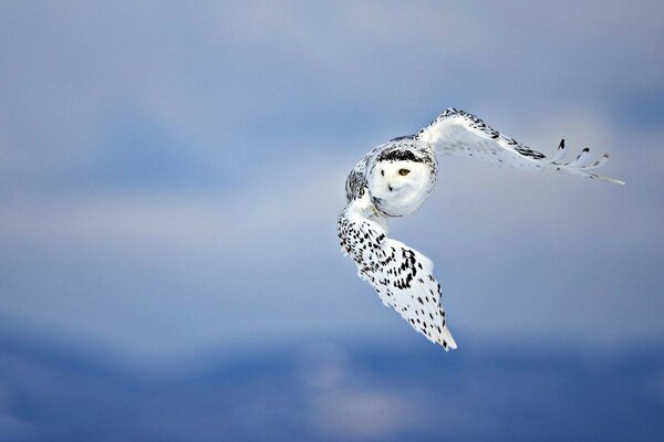 A white owl flies in the sky