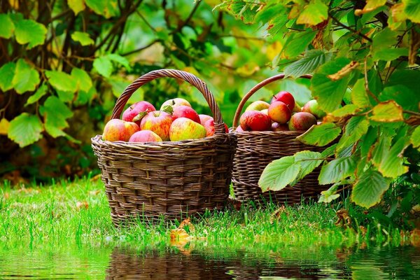 Manzanas rojas en cestas de mimbre